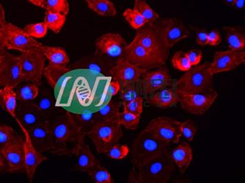 普通免疫荧光双标检测